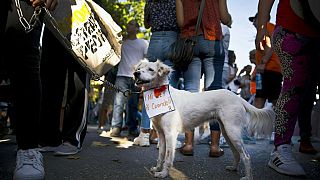 Um cão cubano no protesto de abril de 2019