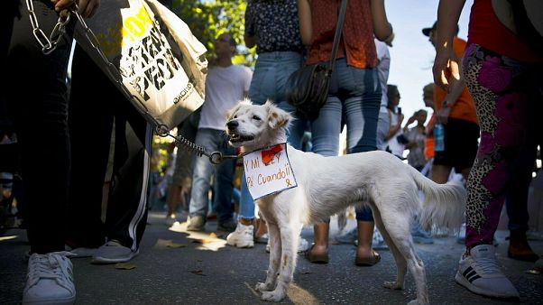 Um cão cubano no protesto de abril de 2019 Um cão cubano no protesto de abril de 2019