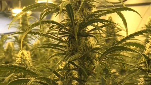Una plantación ilegal de marihuana desmantelada por los Mossos d'Esquadra. Una plantación ilegal de marihuana desmantelada por los Mossos d'Esquadra.