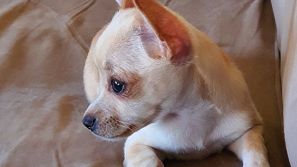 Raya now has a chance of survival after being confiscated by Norwegian authorities Raya now has a chance of survival after being confiscated by Norwegian authorities