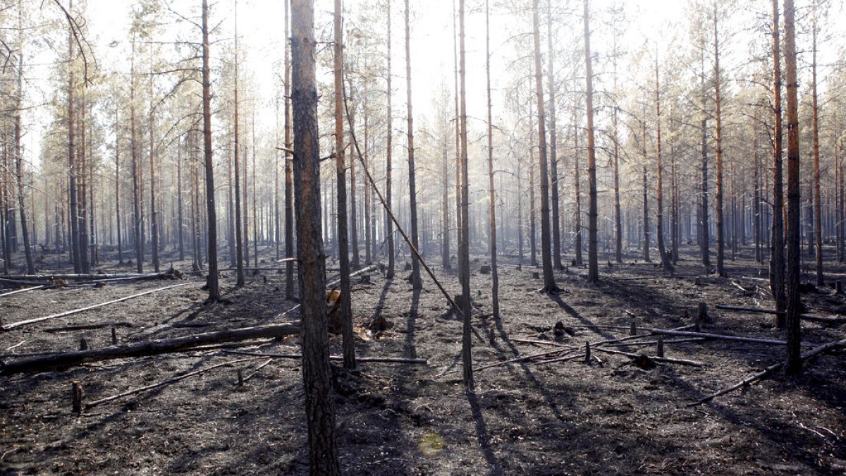 The burned trunks of trees are seen after a major forest fire in Angra, Ljusdal municipality, Sweden, Sunday July 22, 2018. 