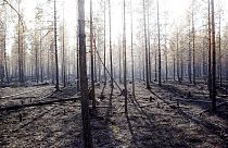 The burned trunks of trees are seen after a major forest fire in Angra, Ljusdal municipality, Sweden, Sunday July 22, 2018. 