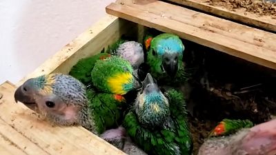 Brezilya'da 166 vahşi papağan kaçakçıların elinden kurtarıldı