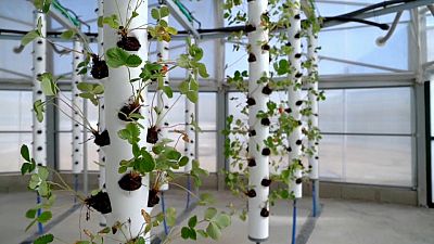 A vertical greenhouse plantation