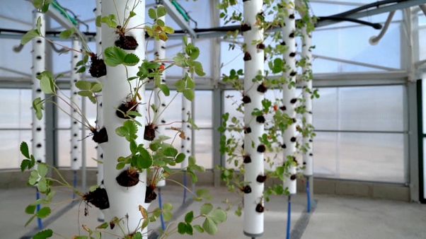 A vertical greenhouse plantation A vertical greenhouse plantation