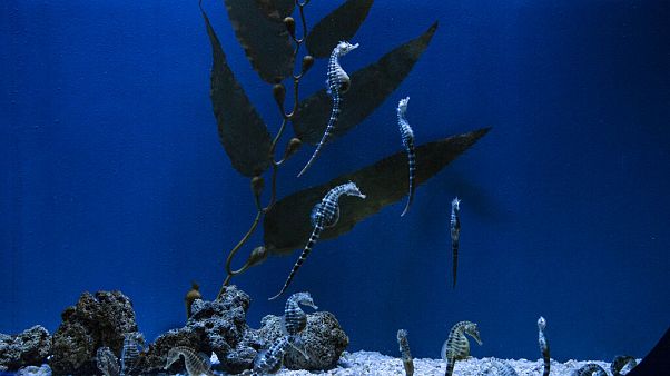 Seahorses swim in their tank at the Aquarium of Genoa, Northern Italy. Seahorses swim in their tank at the Aquarium of Genoa, Northern Italy.