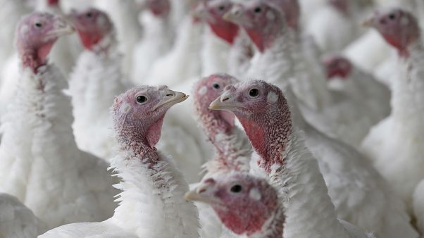 Turkey farm Turkey farm