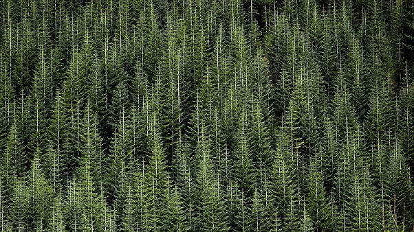 Foto d'archivio - Una foresta dello stato di Washington Foto d'archivio - Una foresta dello stato di Washington