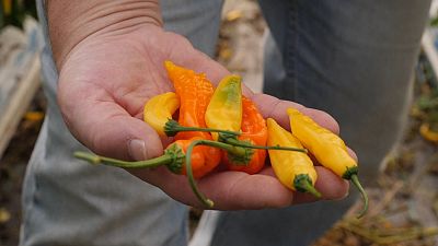 Hot chilles are tasted at a farm in the UK