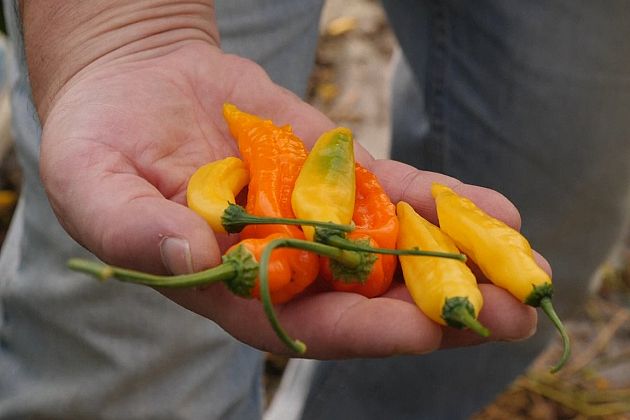 Hot chilles are tasted at a farm in the UK