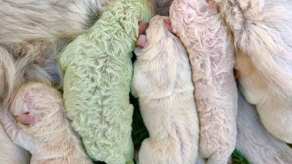 Yeşil yavru köpek Pistachio Yeşil yavru köpek Pistachio