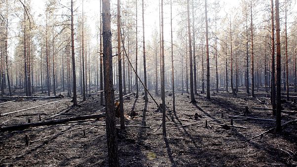 Une forêt brûlée à Angra en Suède, le 22 juillet 2018 Une forêt brûlée à Angra en Suède, le 22 juillet 2018