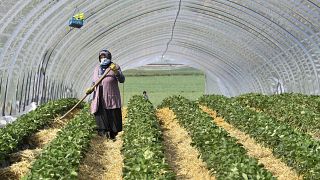 A local seasonal worker works at a strawberry field in Bottrop, Germany, Friday, April 17, 2020.