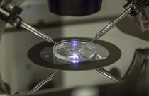 An in vitro fertilisation embryologist works on a petri dish at a fertility clinic in London, 2013.