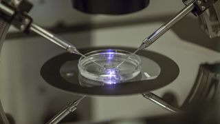 An in vitro fertilisation embryologist works on a petri dish at a fertility clinic in London, 2013.