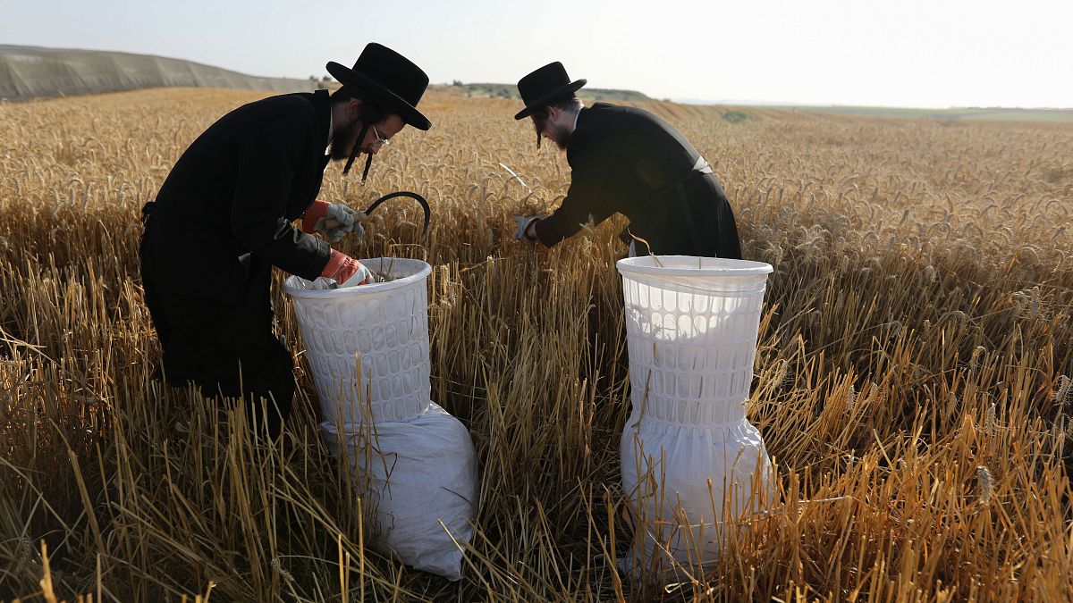 حقول القمح بالقرب من مدينة جيديرا الإسرائيلية