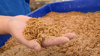 The farm will produce mealworms as a low-carbon protein source. The farm will produce mealworms as a low-carbon protein source.