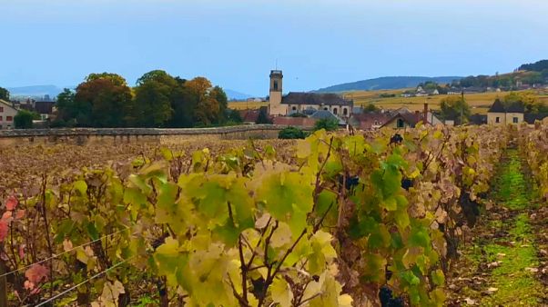 Vinicultores franceses querem compensações Vinicultores franceses querem compensações