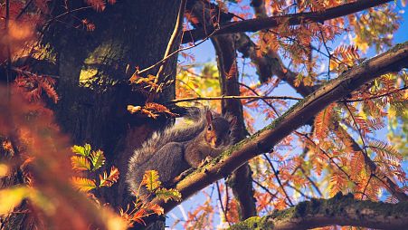 A curious squirrel in Greenwich Park