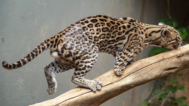 Ocelote com uma perna amputada no refúgio da Associação Mata Ciliar Ocelote com uma perna amputada no refúgio da Associação Mata Ciliar