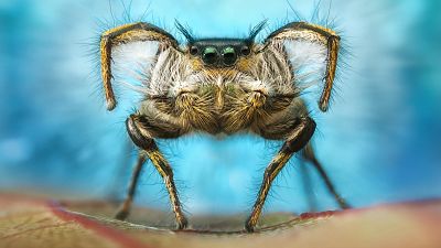 A male jumping spider performing a courtship dance. A male jumping spider performing a courtship dance.