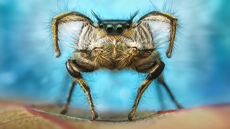 A male jumping spider performing a courtship dance. 