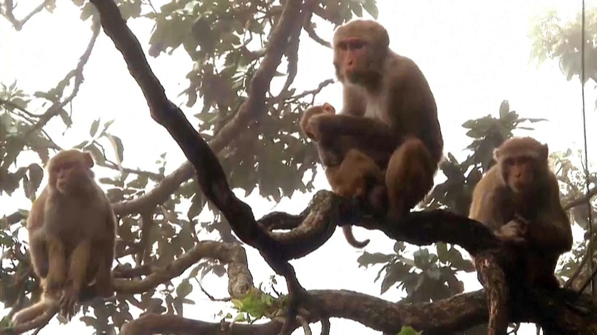 تثير الآلاف من القردة الرعب في مدينة شيملا الهندية