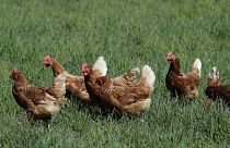 Avian influenza s highly contagious. Humans are immune to most strains although some can cross the species barrier.