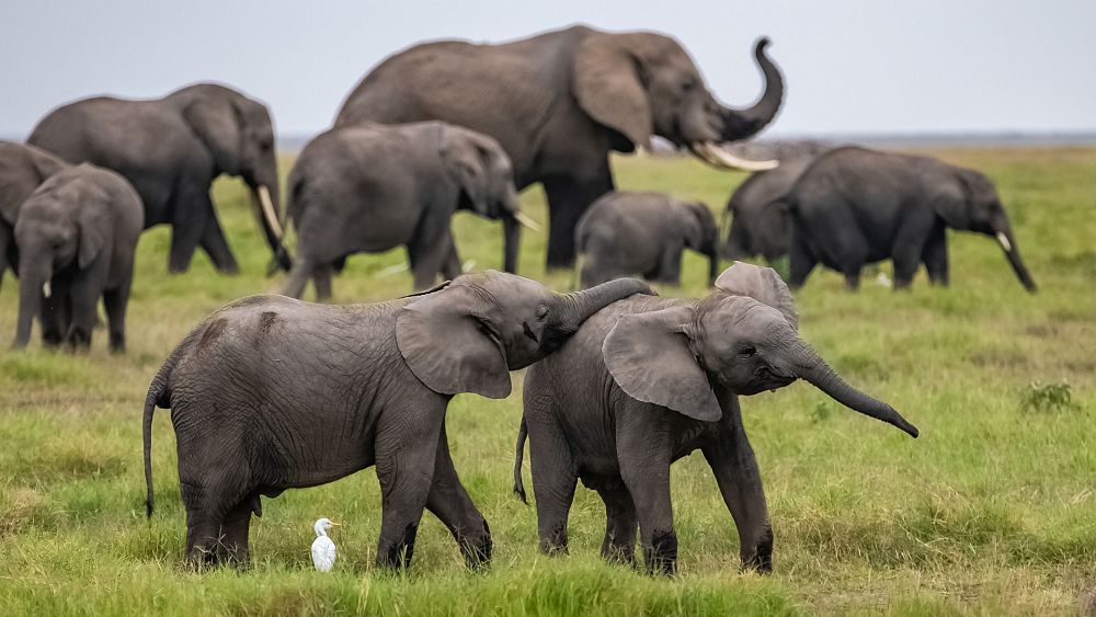 Download There Is An Elephant Baby Boom Going On In Kenya Euronews