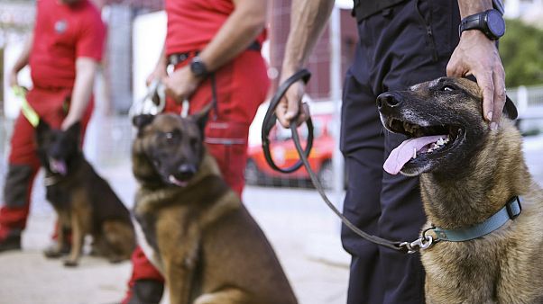 Eğitilmiş köpekler Eğitilmiş köpekler