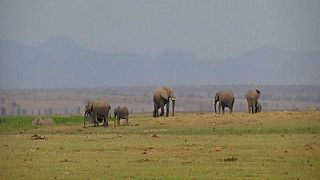 Kenyan National Park Sees a Record-Breaking Elephant “Baby Boom”