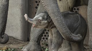 Le "baby-boom" des éléphants kényans