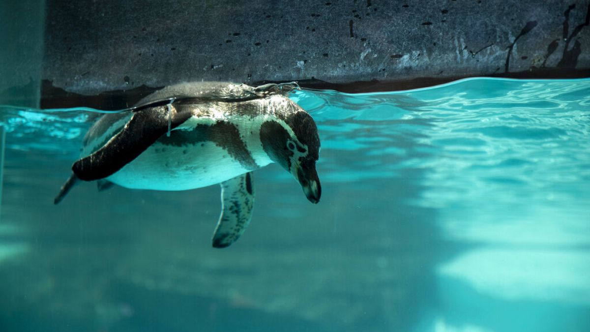 In this file picture, a Humboldt penguin swims in its exhibit as seen during a media tour of La Aurora Zoo, Guatemala City, Tuesday, Aug. 25, 2020. 