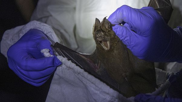 A researcher puts a bat into a bag inside a cave at Sai Yok National Park in Kanchanaburi province, west of Bangkok, Thailand, Saturday, Aug. 1, 2020. A researcher puts a bat into a bag inside a cave at Sai Yok National Park in Kanchanaburi province, west of Bangkok, Thailand, Saturday, Aug. 1, 2020.