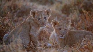 Kenya Sees Lion Cub Boom for the First Time in Decades
