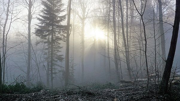 Weihnachen im Wald? (Symbolbild) Weihnachen im Wald? (Symbolbild)