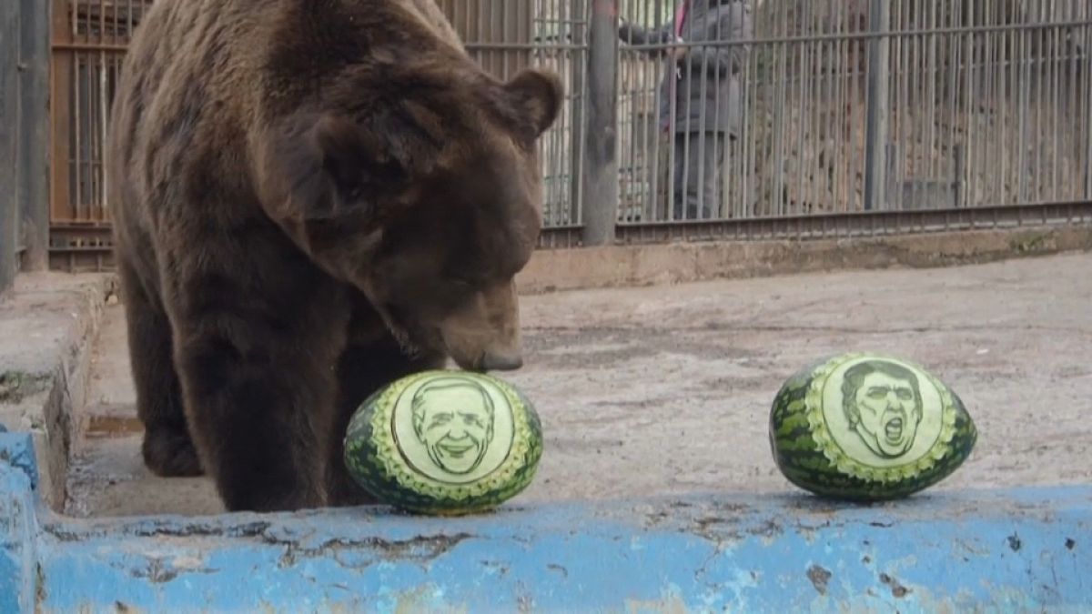 الحيوانات في حديقة سيبيريا يتوقعون الفائز في الانتخابات الأمريكية