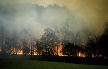 Erdőtűz Új-Dél-Wales-ben 2020. január 25-én