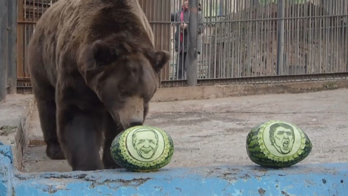 Сибирский медведь "голосует" за Байдена