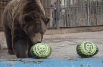 Сибирский медведь "голосует" за Байдена