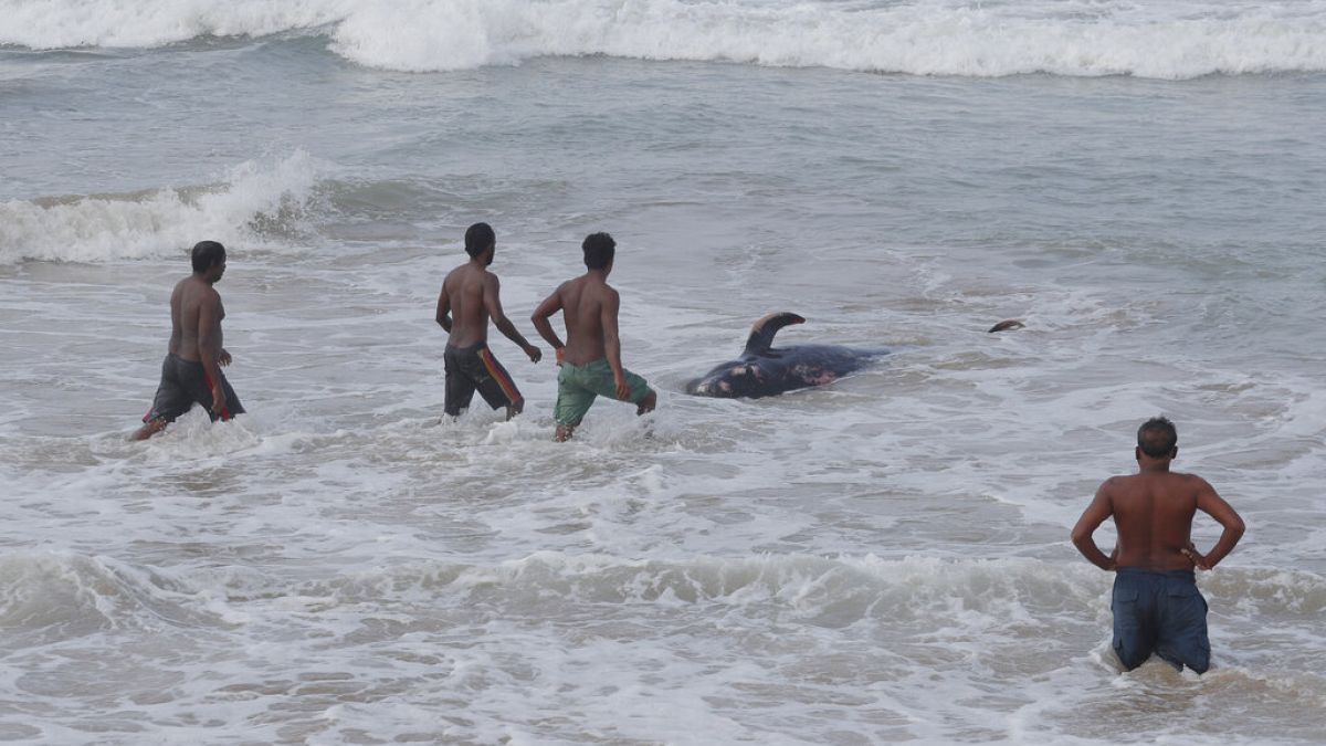 Sri Lanka'da Covid-19 nedeniyle sokağa çıkma yasağı uygulanmasına rağmen birçok vatandaş balinaları kurtarmak için kıyı bölgelere akın etti.