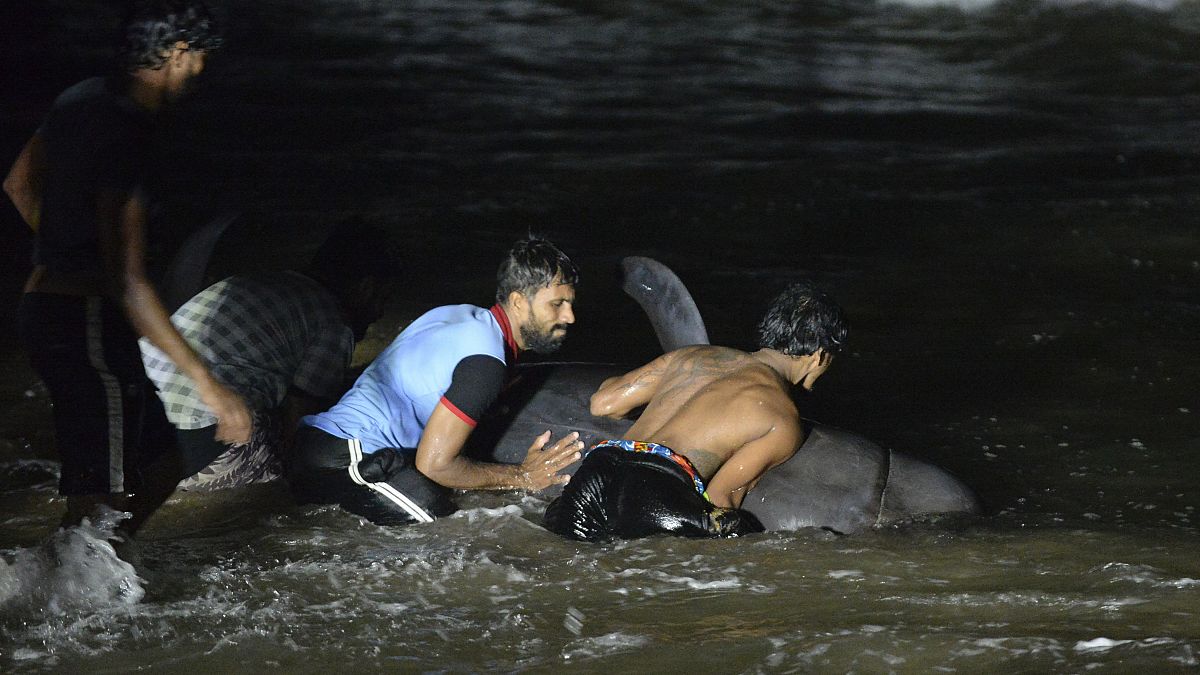 انقاذ الحيتان في سريلانكا