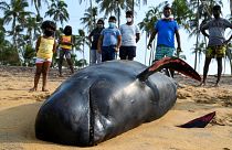 120 whales saved off the coast of Sri Lanka