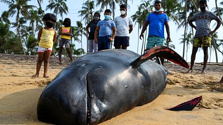 120 whales saved off the coast of Sri Lanka