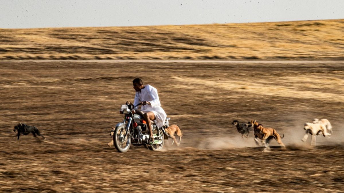 محمد درباس على متن دراجته النارية محاطاً بكلاب نحيلة من فصيلة السلوقي 