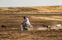 محمد درباس على متن دراجته النارية محاطاً بكلاب نحيلة من فصيلة السلوقي