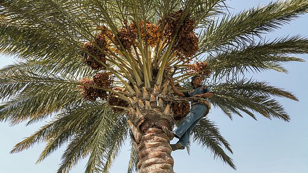 مهنة تسلق النخيل مهنة تسلق النخيل