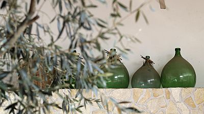 olive tree, Italy