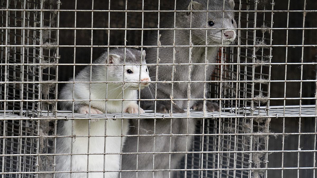  In this file photo taken on October 09, 2020 minks are seen at a farm in Gjol, northern Denmark.