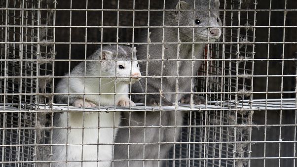 In this file photo taken on October 09, 2020 minks are seen at a farm in Gjol, northern Denmark. In this file photo taken on October 09, 2020 minks are seen at a farm in Gjol, northern Denmark.
